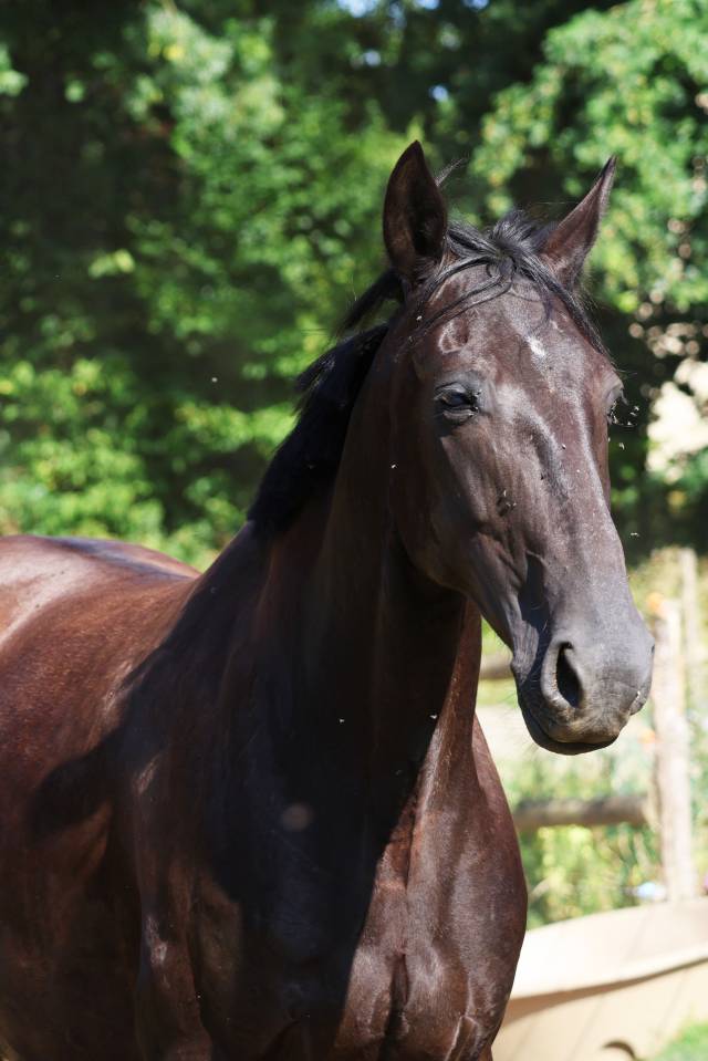 Yegua de ganader&iacute;a Origine Constat&eacute;e En venta 2019 Negro
