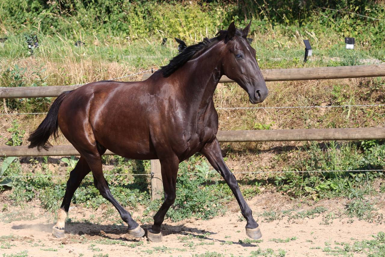 Yegua de ganader&iacute;a Origine Constat&eacute;e En venta 2019 Negro