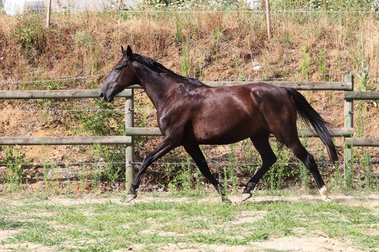 Yegua de ganader&iacute;a Origine Constat&eacute;e En venta 2019 Negro
