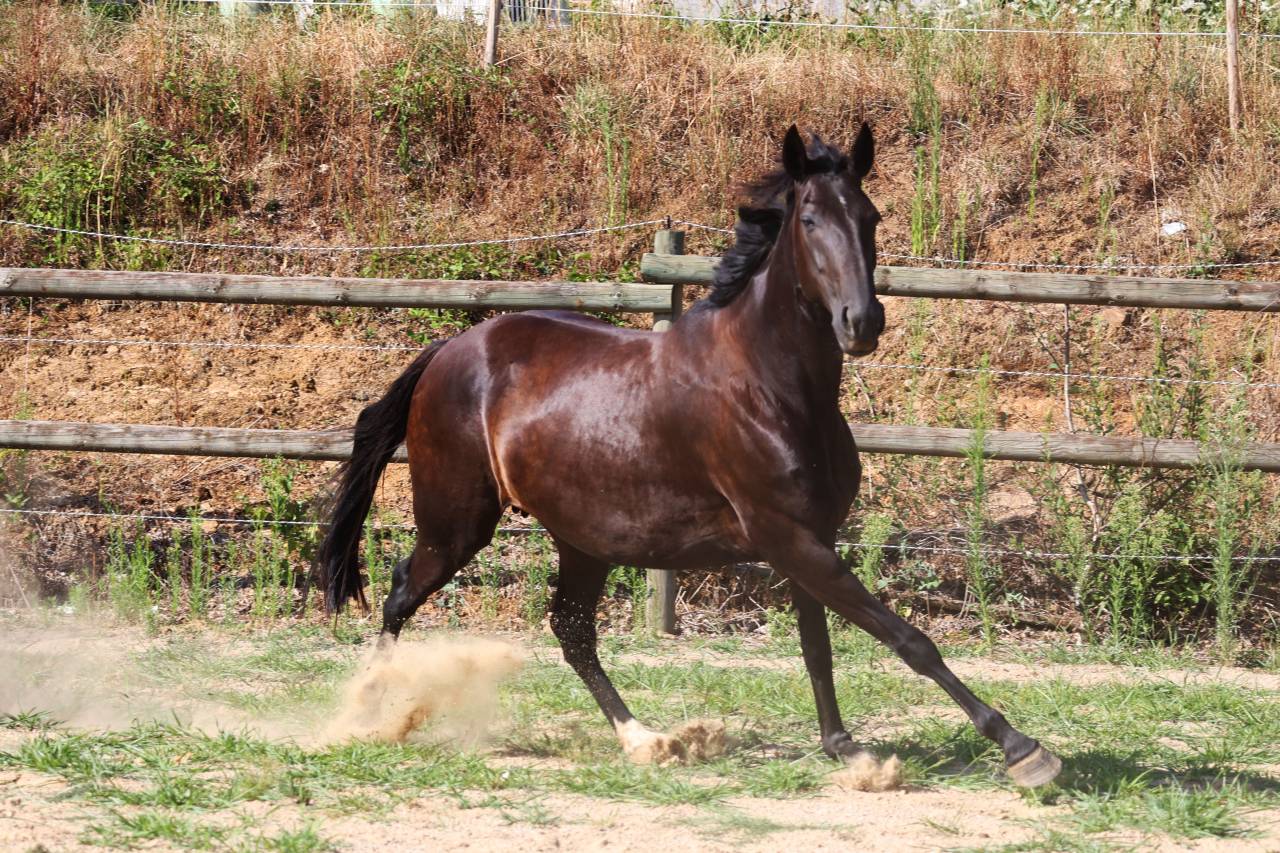 Yegua de ganader&iacute;a Origine Constat&eacute;e En venta 2019 Negro