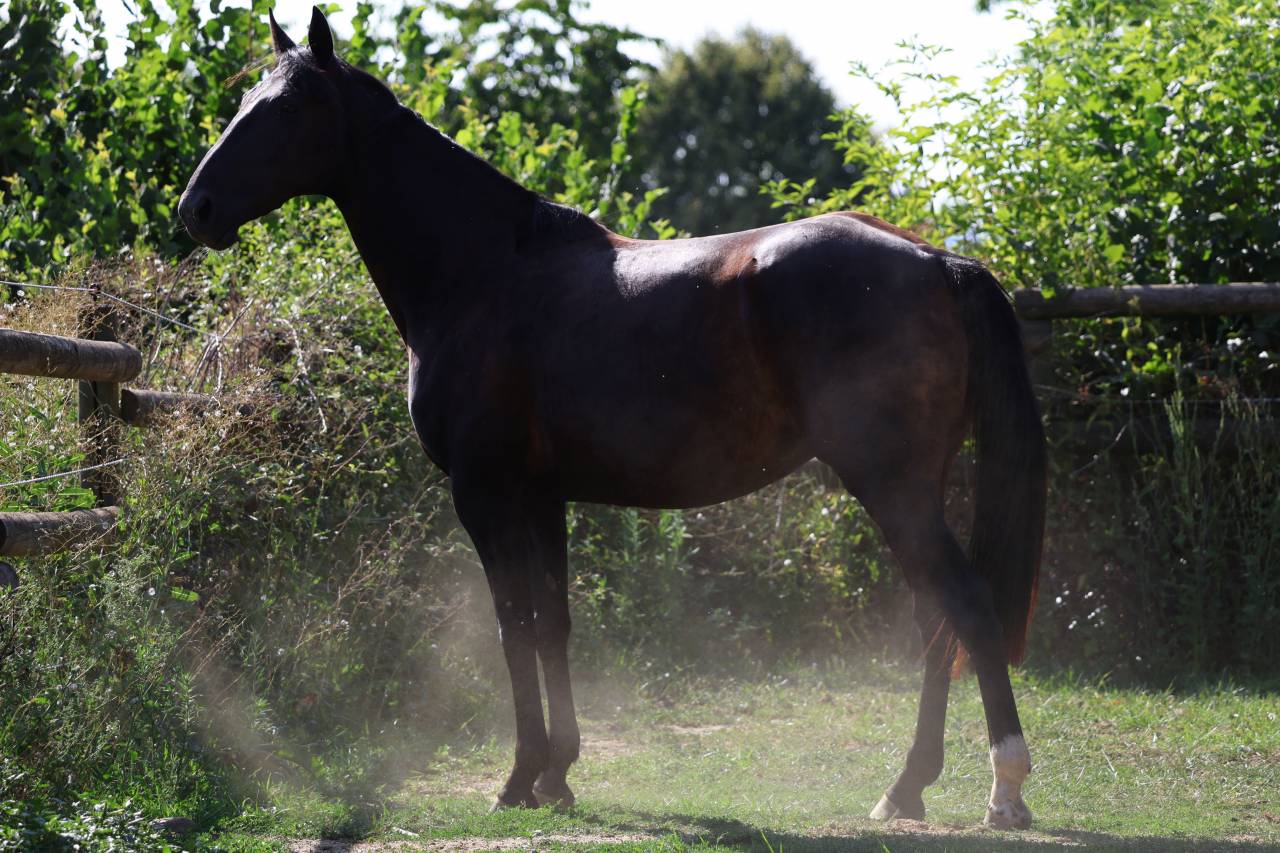 Yegua de ganader&iacute;a Origine Constat&eacute;e En venta 2019 Negro
