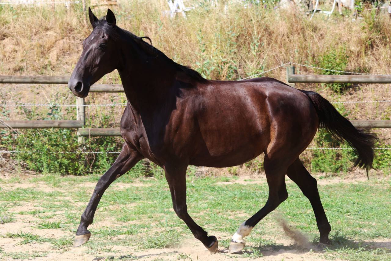 Yegua de ganader&iacute;a Origine Constat&eacute;e En venta 2019 Negro