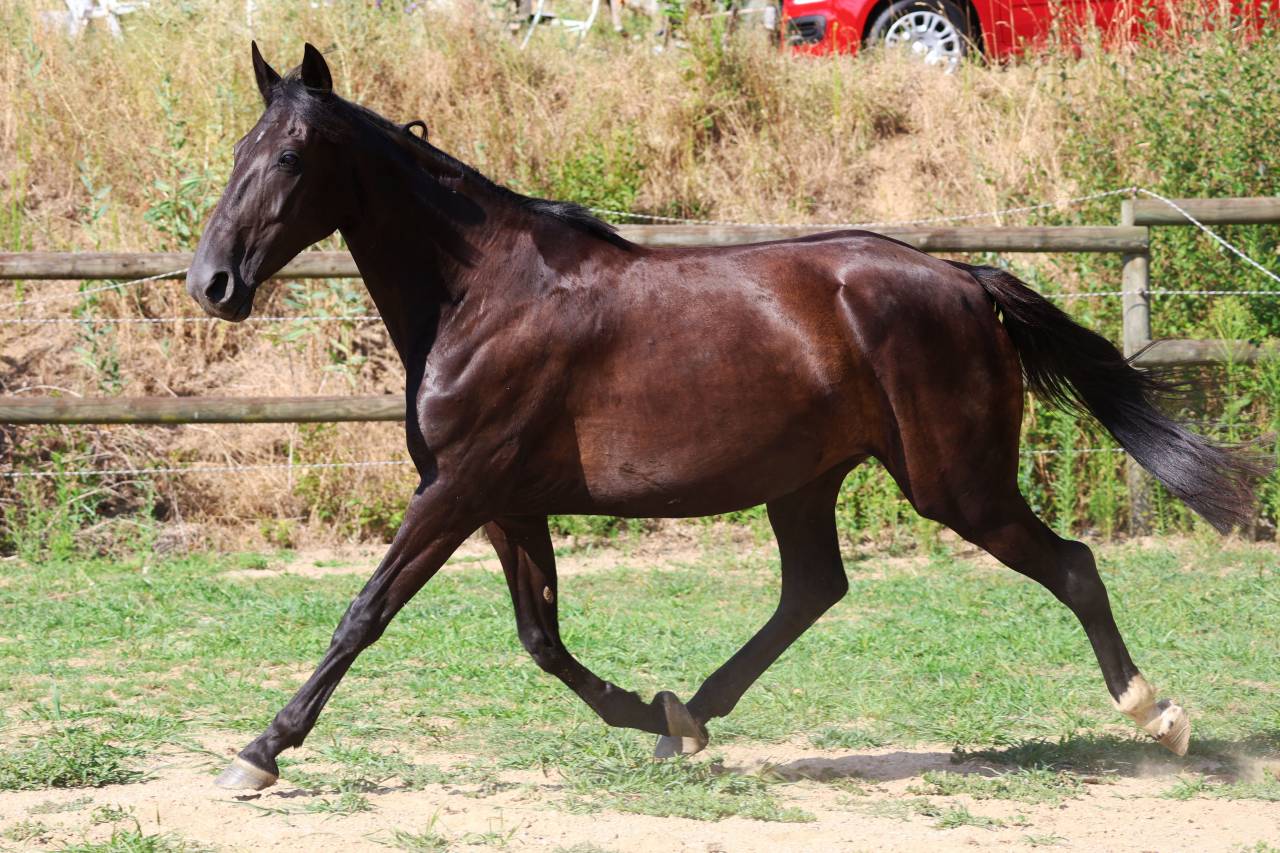 Yegua de ganader&iacute;a Origine Constat&eacute;e En venta 2019 Negro