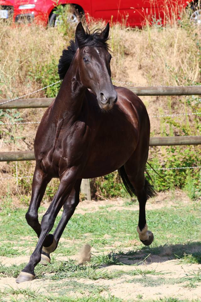 Yegua de ganader&iacute;a Origine Constat&eacute;e En venta 2019 Negro