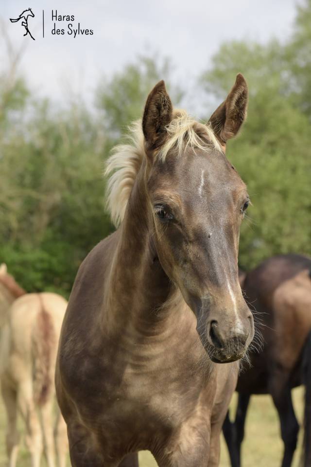 Potro KWPN Caballo de Deporte Neerland&eacute;s En venta 2026 Otra capa