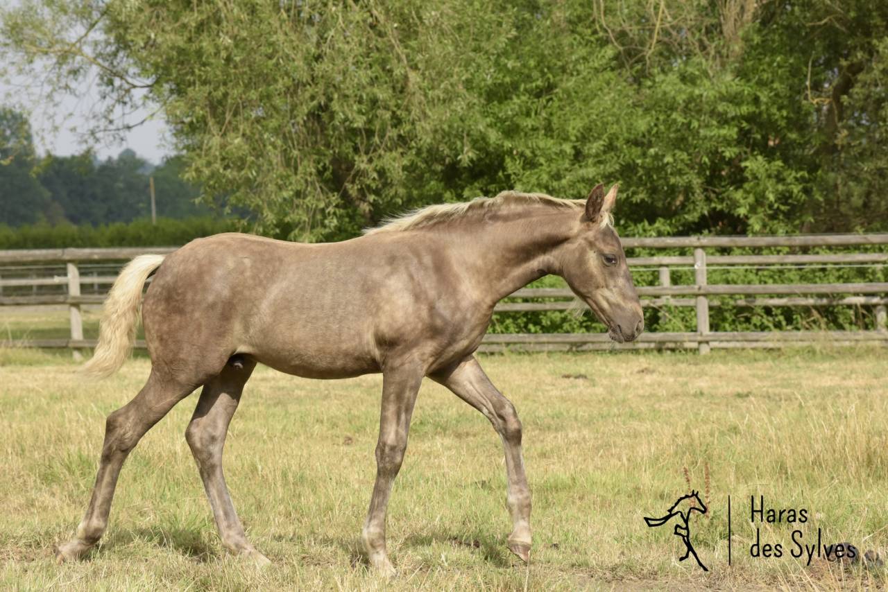 Potro KWPN Caballo de Deporte Neerland&eacute;s En venta 2026 Otra capa