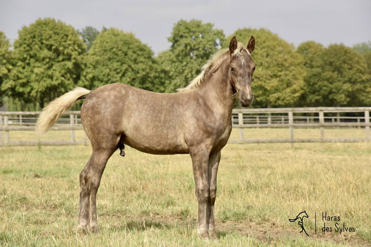 Potro KWPN Caballo de Deporte Neerland&eacute;s En venta 2026 Otra capa