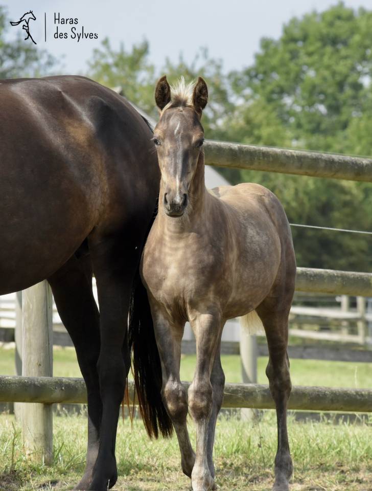 Potro KWPN Caballo de Deporte Neerland&eacute;s En venta 2026 Otra capa