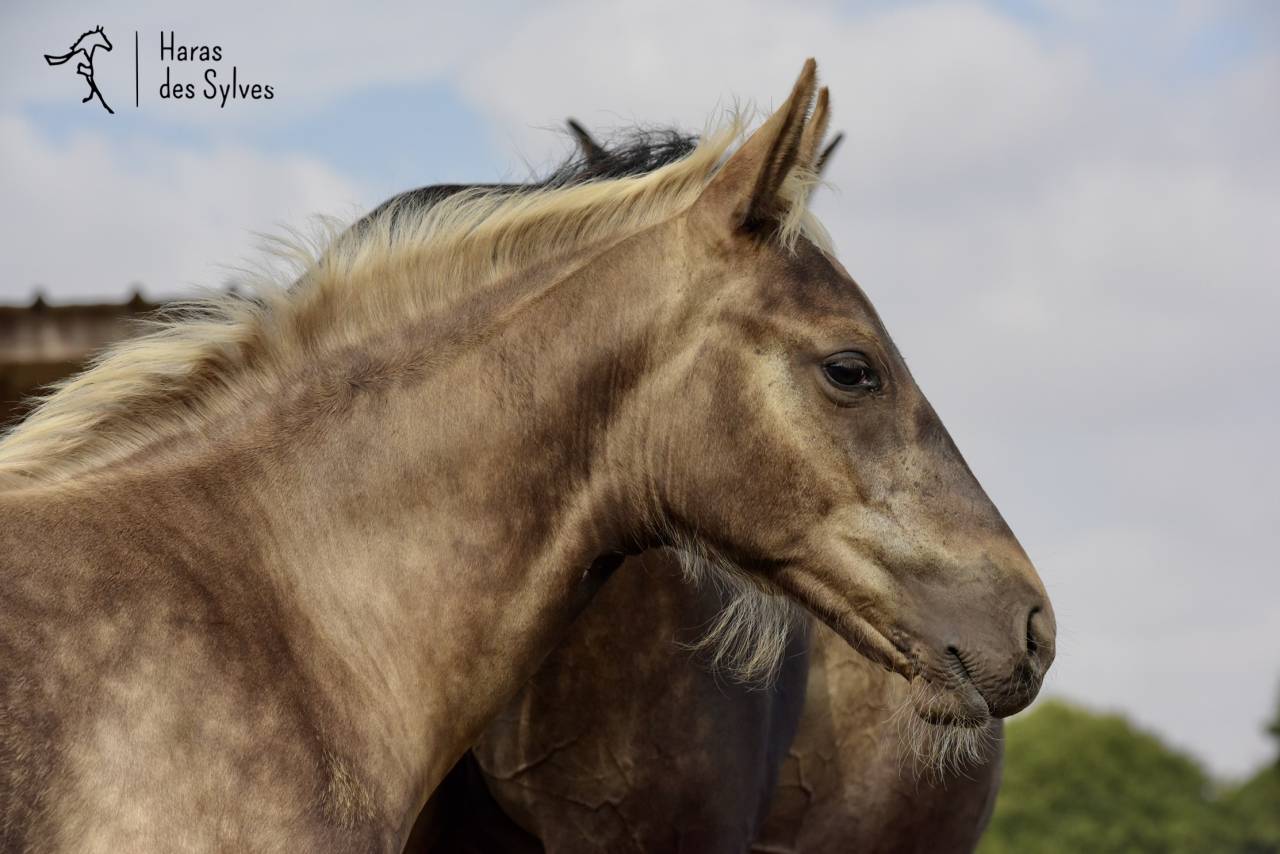 Potro KWPN Caballo de Deporte Neerland&eacute;s En venta 2026 Otra capa