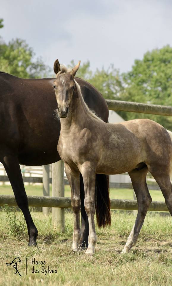 Potro KWPN Caballo de Deporte Neerland&eacute;s En venta 2026 Otra capa