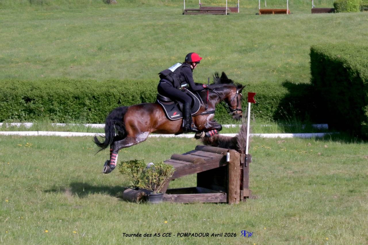 Caballo castrado PFS Poni Fran&ccedil;&eacute;s de Silla En venta 2013 Bayo moreno