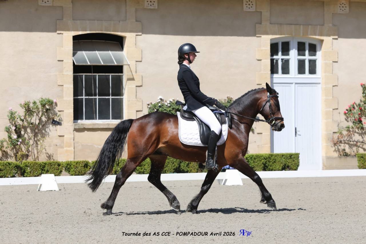 Caballo castrado PFS Poni Fran&ccedil;&eacute;s de Silla En venta 2013 Bayo moreno