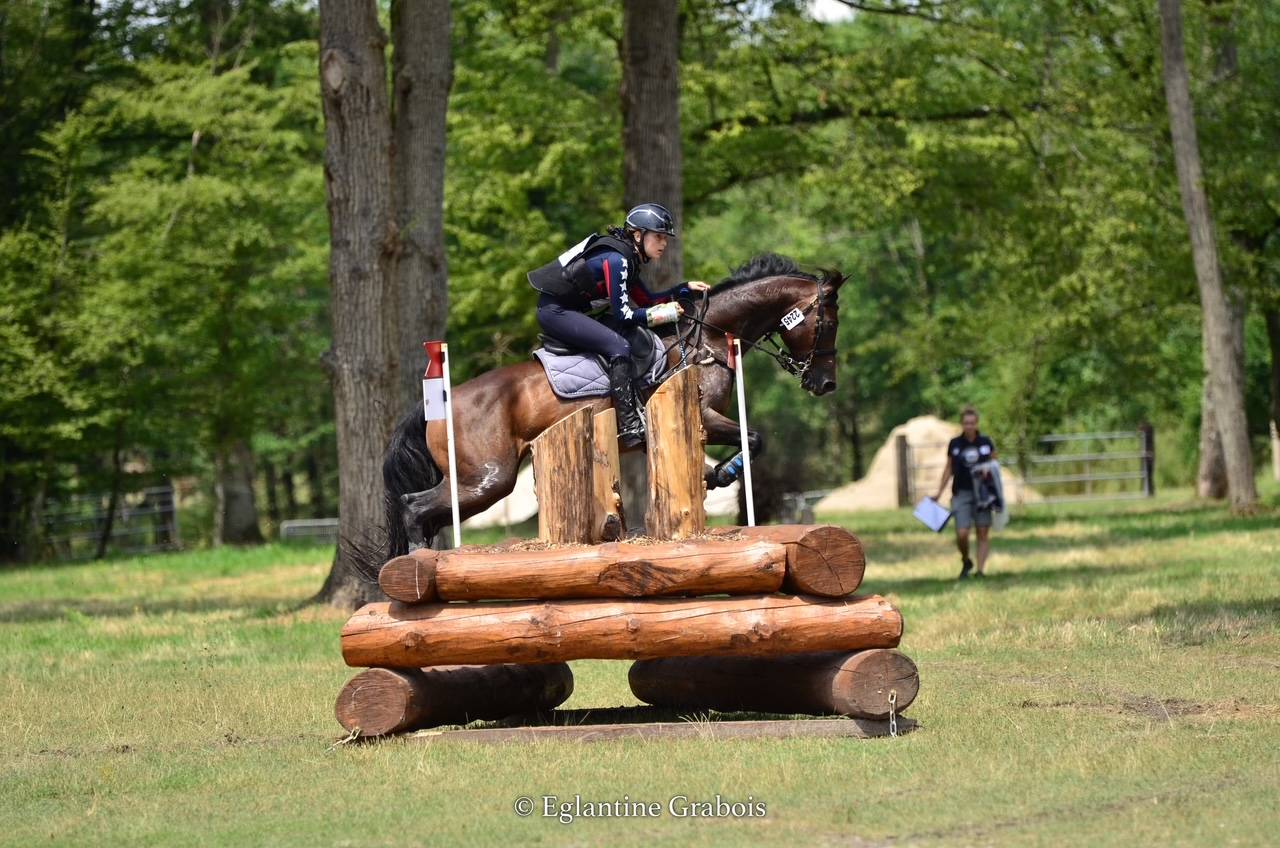 Caballo castrado PFS Poni Fran&ccedil;&eacute;s de Silla En venta 2013 Bayo moreno