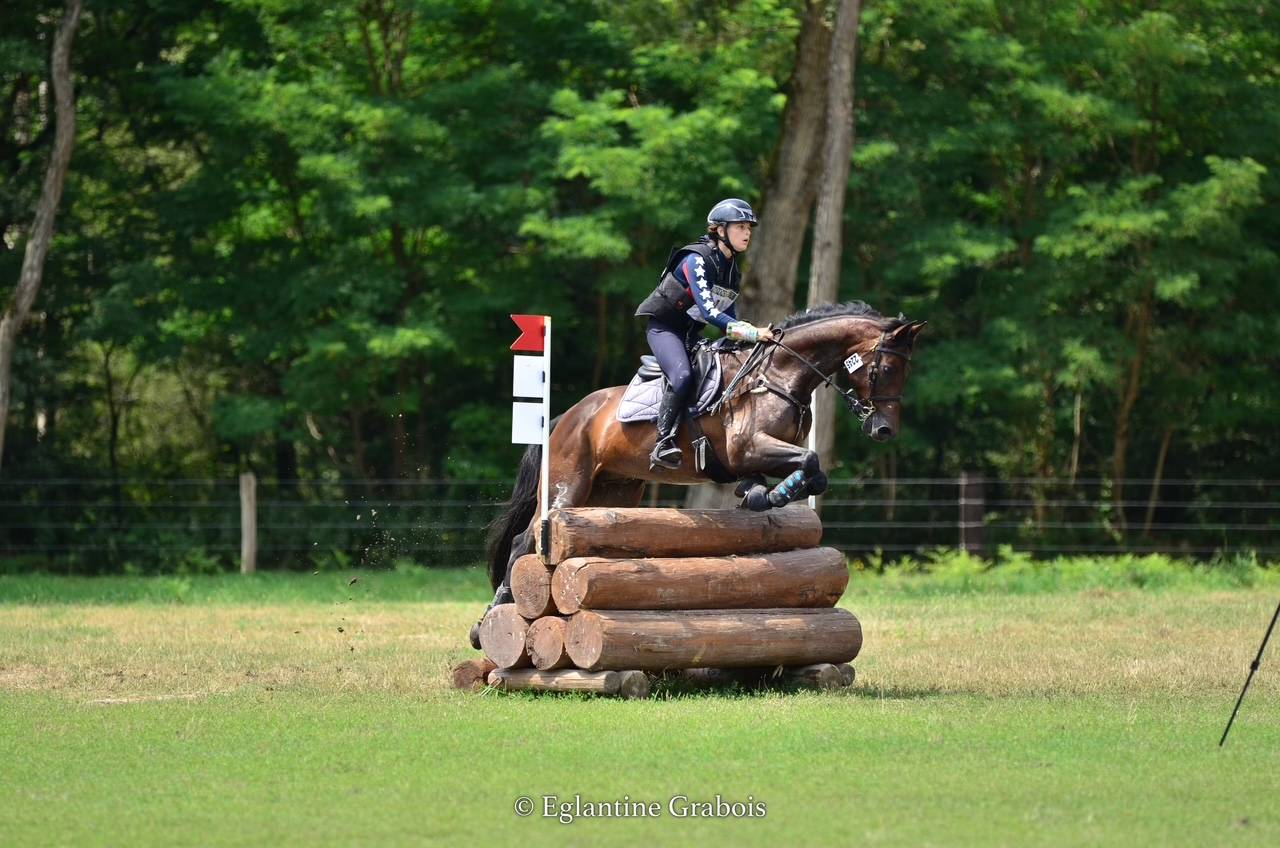 Caballo castrado PFS Poni Fran&ccedil;&eacute;s de Silla En venta 2013 Bayo moreno