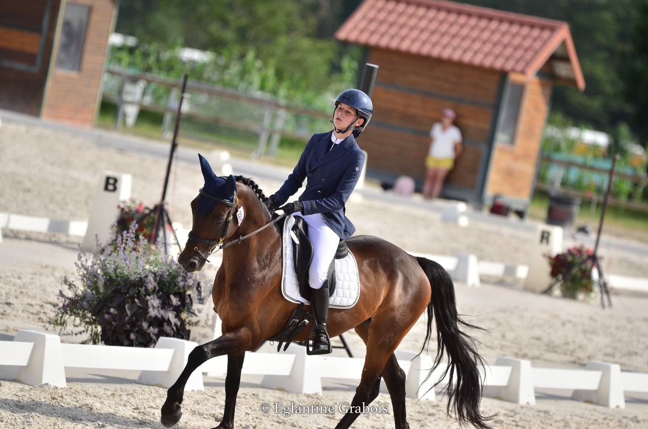 Caballo castrado PFS Poni Fran&ccedil;&eacute;s de Silla En venta 2013 Bayo moreno
