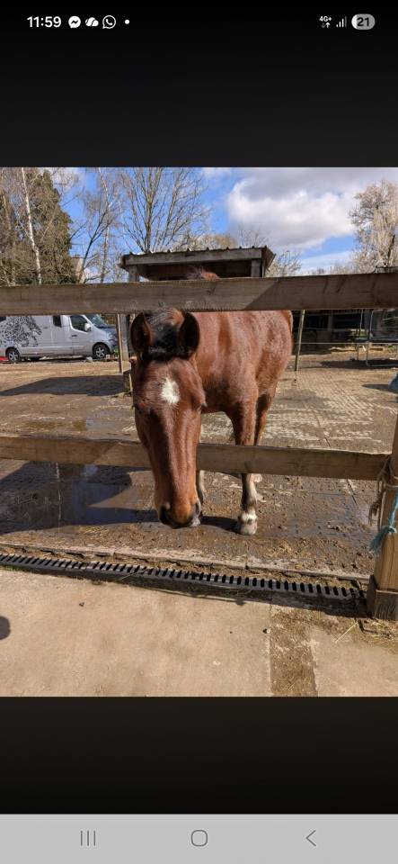 Caballo castrado Franca-Monta&ntilde;a En venta 2021 Bayo