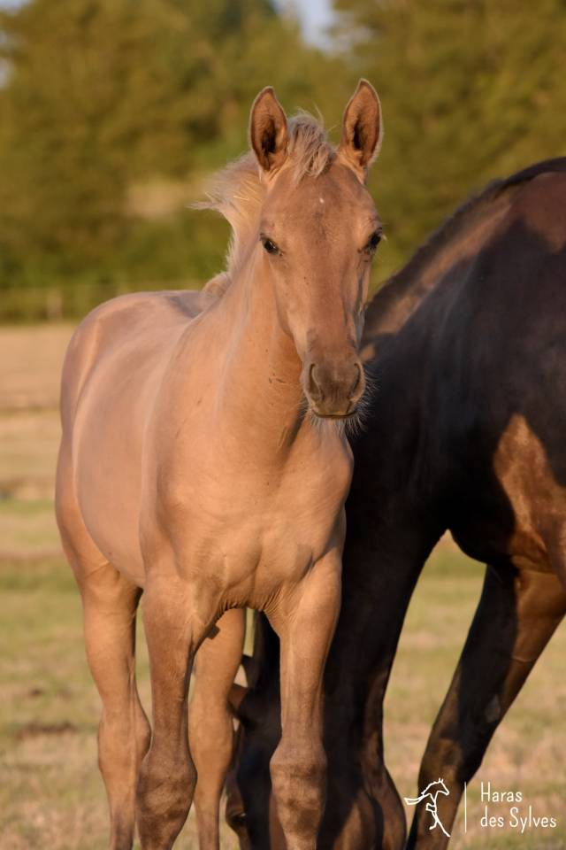 Potro KWPN Caballo de Deporte Neerland&eacute;s En venta 2026 Dun