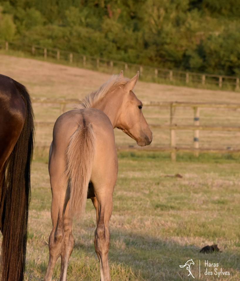 Potro KWPN Caballo de Deporte Neerland&eacute;s En venta 2026 Dun