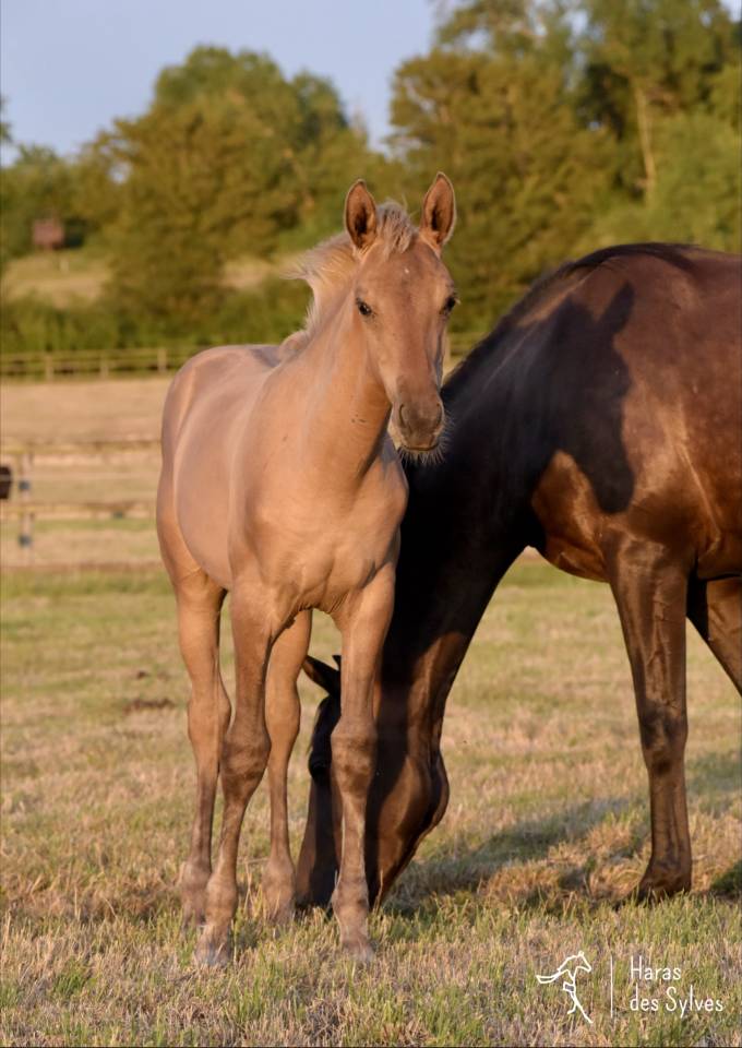 Potro KWPN Caballo de Deporte Neerland&eacute;s En venta 2026 Dun