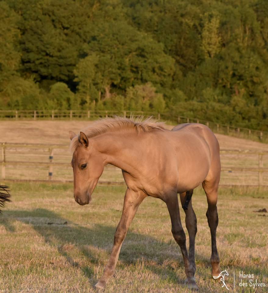 Potro KWPN Caballo de Deporte Neerland&eacute;s En venta 2026 Dun