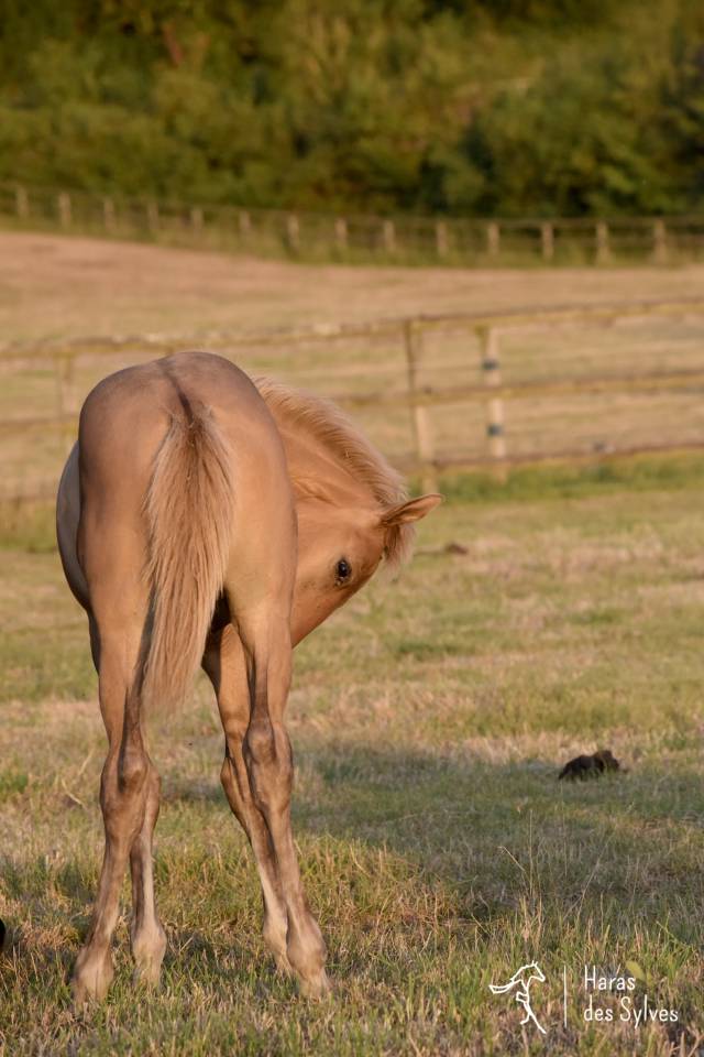 Potro KWPN Caballo de Deporte Neerland&eacute;s En venta 2026 Dun