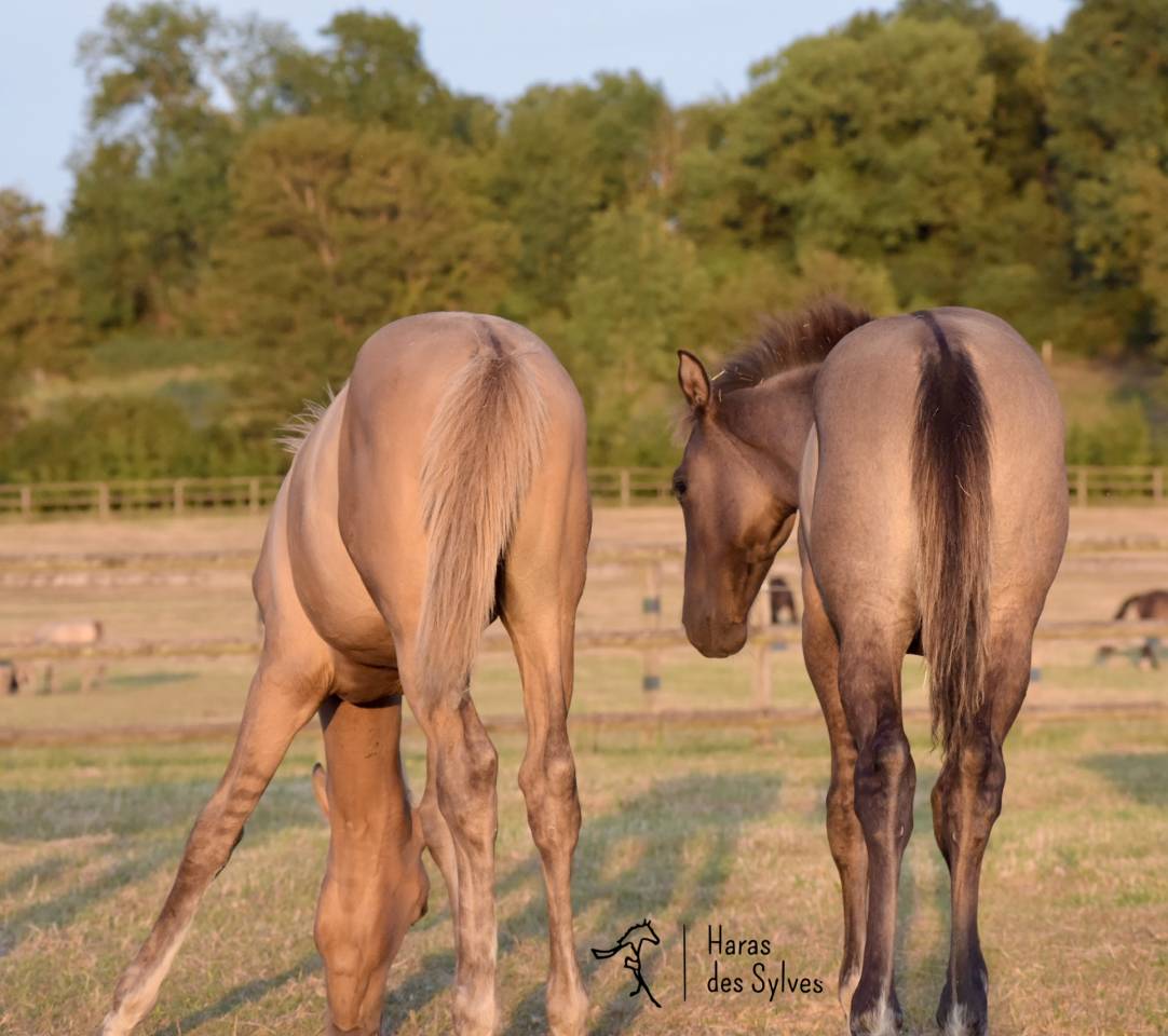 Potro KWPN Caballo de Deporte Neerland&eacute;s En venta 2026 Grullo