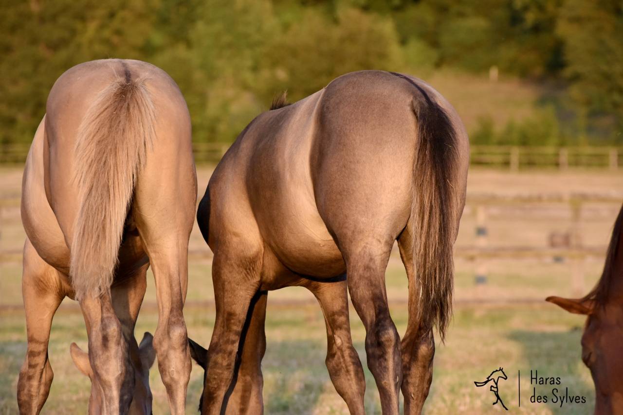 Potro KWPN Caballo de Deporte Neerland&eacute;s En venta 2026 Grullo