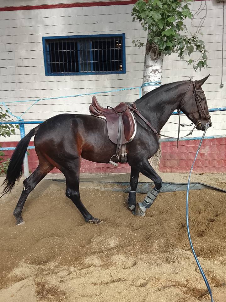 Yegua C.D.E 4 a&ntilde;os or&iacute;genes de salto y montada