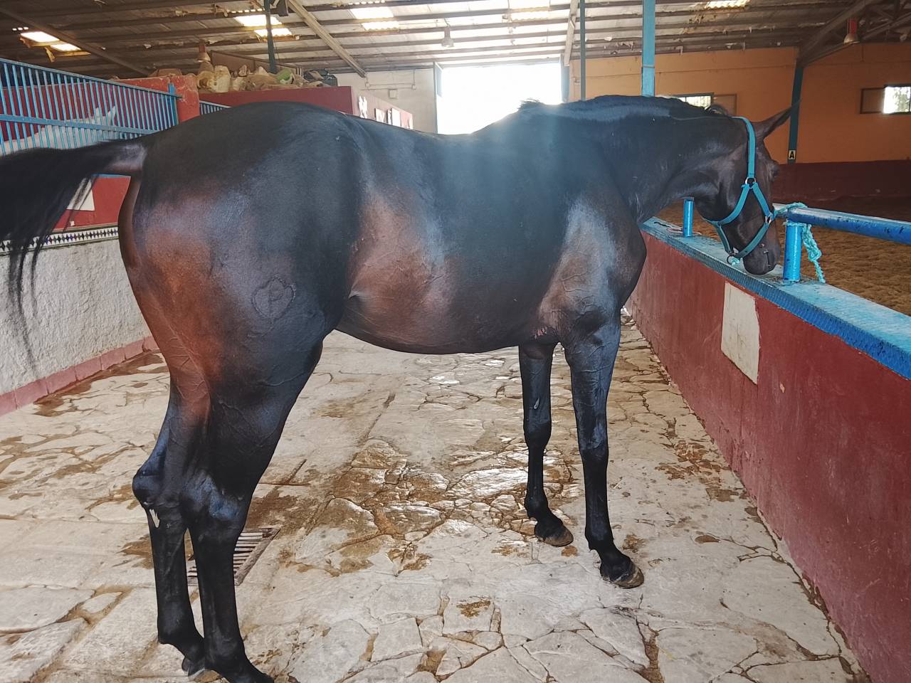 Yegua C.D.E 4 a&ntilde;os or&iacute;genes de salto y montada