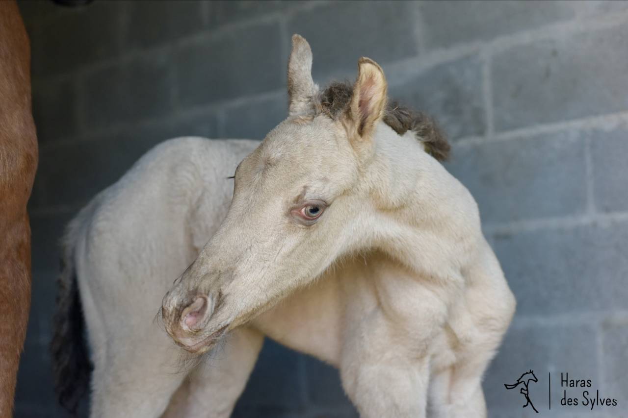 Potro KWPN Caballo de Deporte Neerland&eacute;s En venta 2026 Champagne