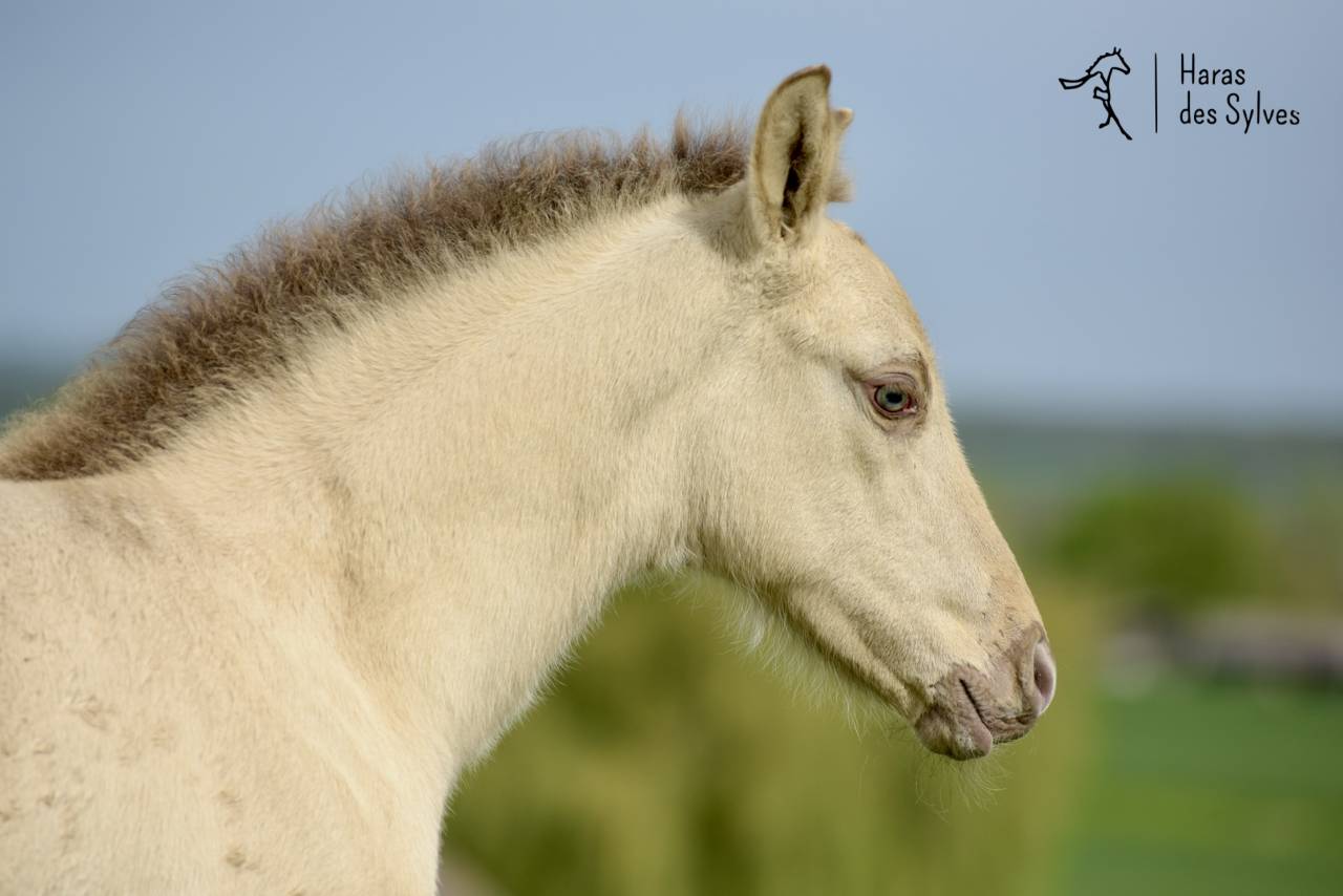 Potro KWPN Caballo de Deporte Neerland&eacute;s En venta 2026 Champagne