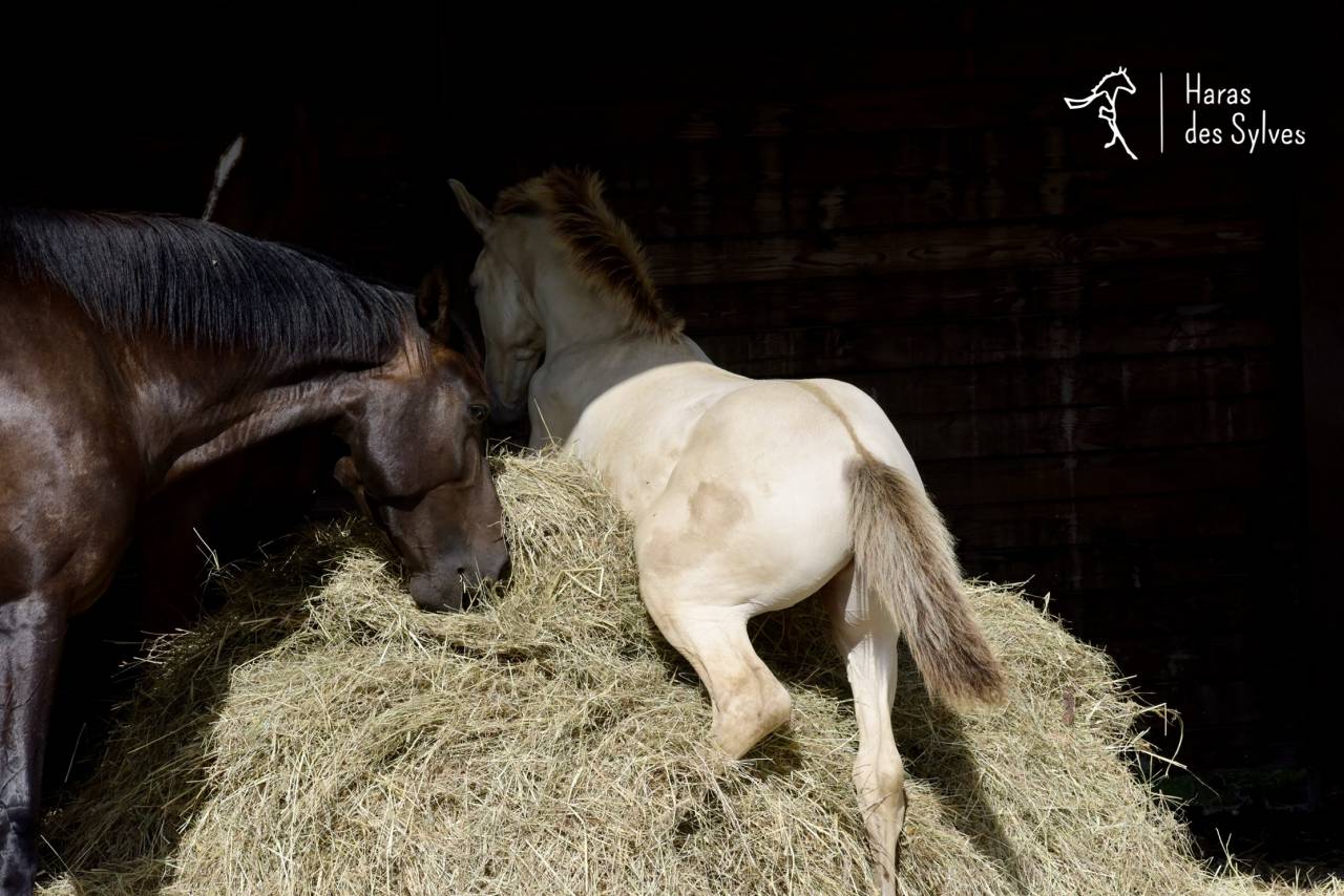 Potro KWPN Caballo de Deporte Neerland&eacute;s En venta 2026 Champagne