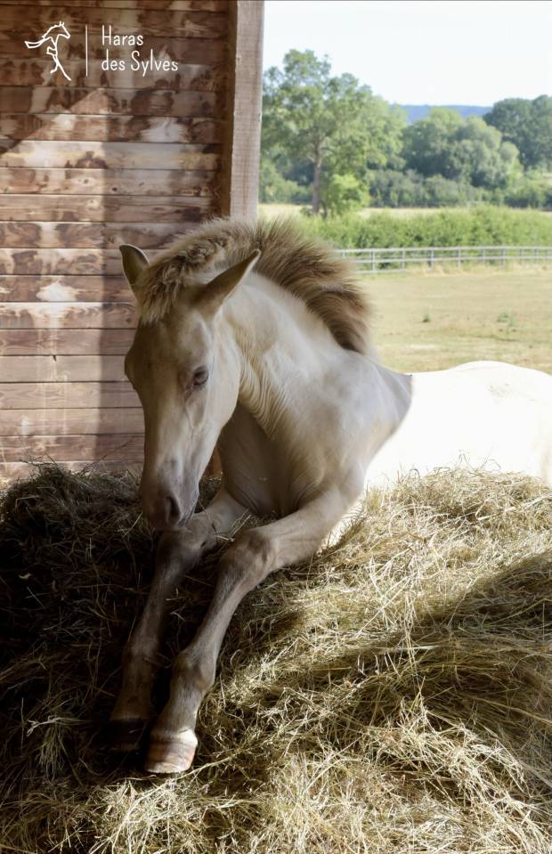 Potro KWPN Caballo de Deporte Neerland&eacute;s En venta 2026 Champagne