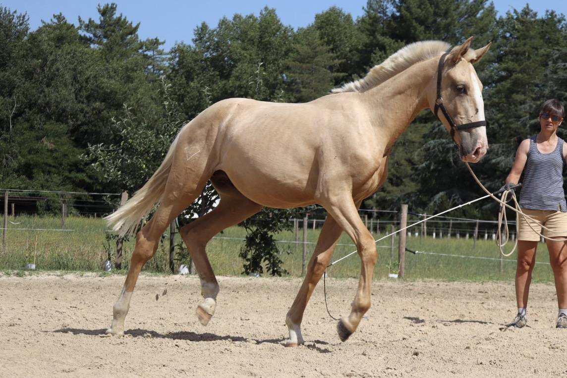 Caballo entero Lusitano En venta 2024 Bayo moreno