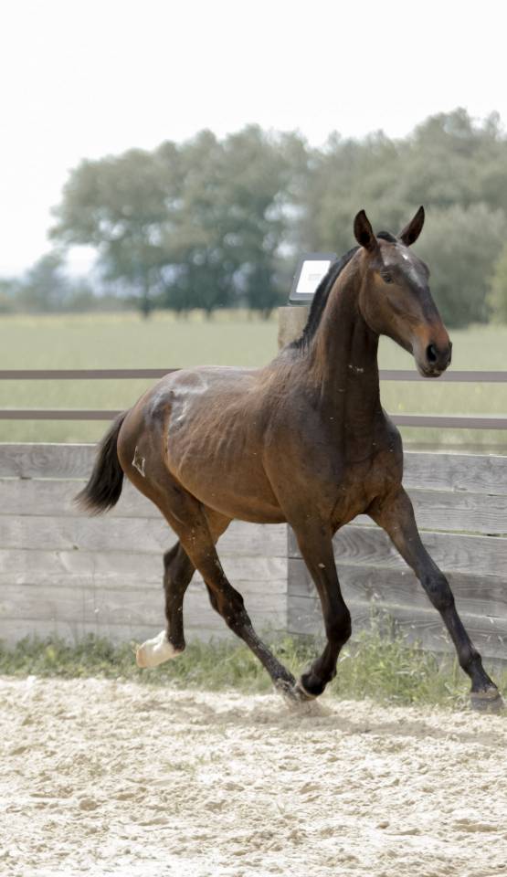 Caballo entero Lusitano En venta 2024 Bayo moreno