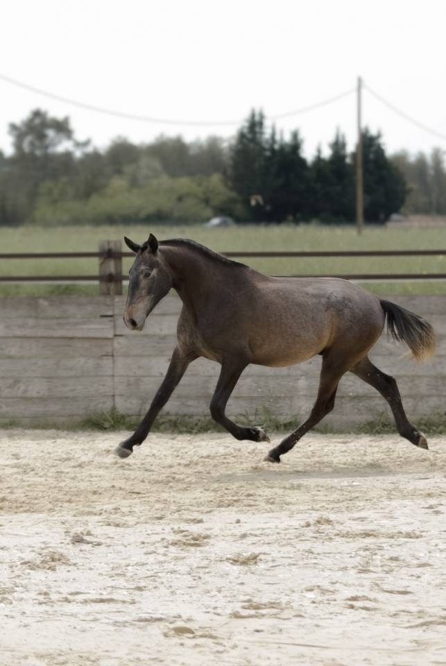 Caballo entero Lusitano En venta 2024 Bayo moreno