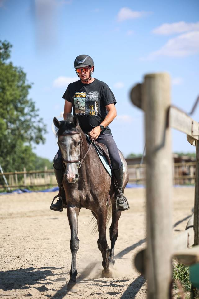 Caballo castrado Pura Sangre En venta 2021 Tordo