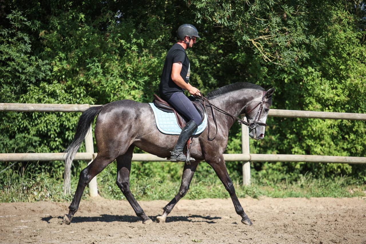 Caballo castrado Pura Sangre En venta 2021 Tordo