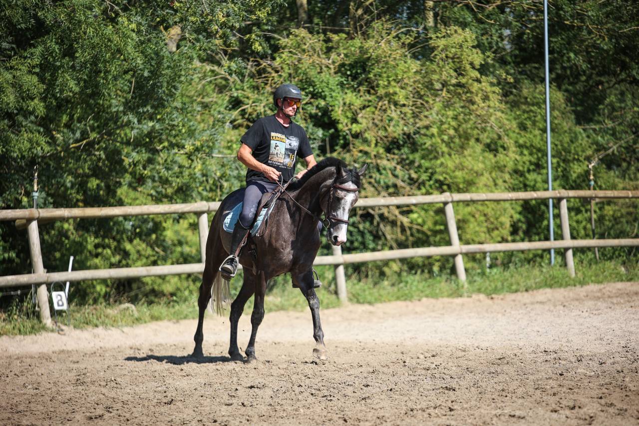 Caballo castrado Pura Sangre En venta 2021 Tordo