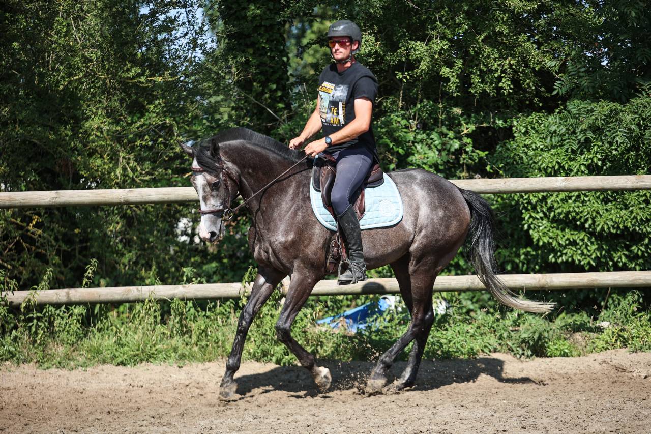 Caballo castrado Pura Sangre En venta 2021 Tordo