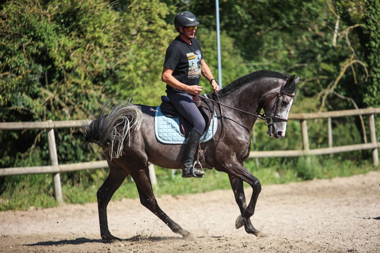 Caballo castrado Pura Sangre En venta 2021 Tordo