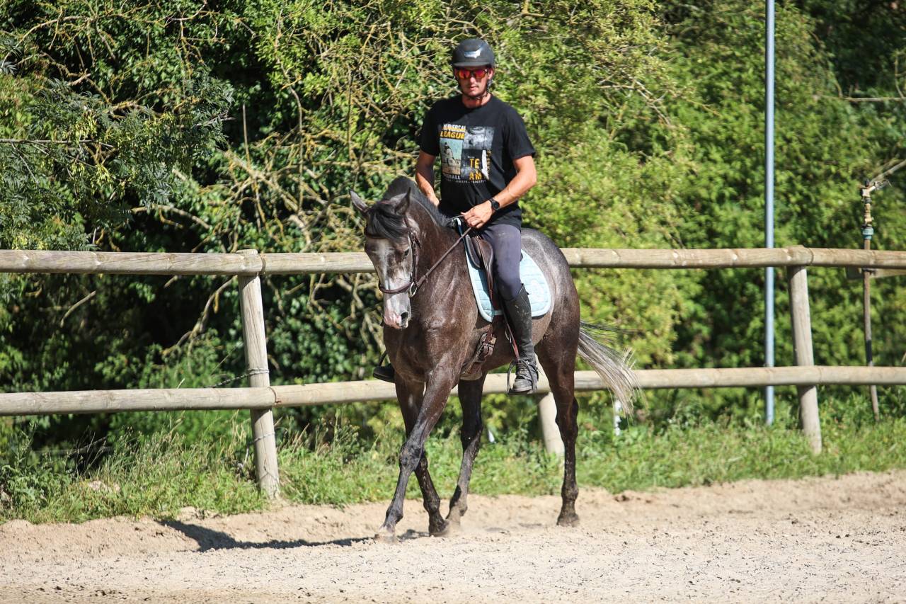 Caballo castrado Pura Sangre En venta 2021 Tordo