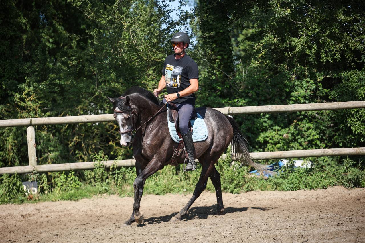 Caballo castrado Pura Sangre En venta 2021 Tordo