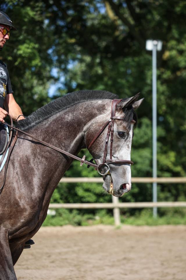 Caballo castrado Pura Sangre En venta 2021 Tordo