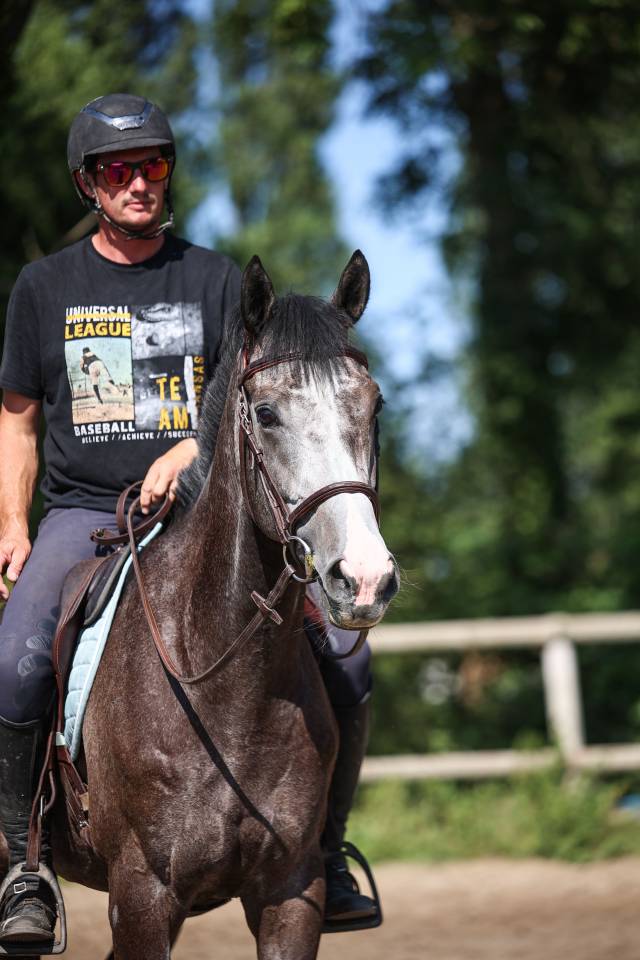 Caballo castrado Pura Sangre En venta 2021 Tordo
