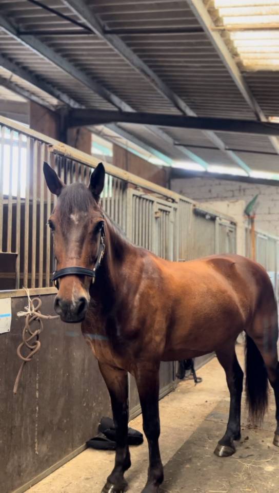 Caballo castrado PFS Poni Fran&ccedil;&eacute;s de Silla En venta 2015 Bayo