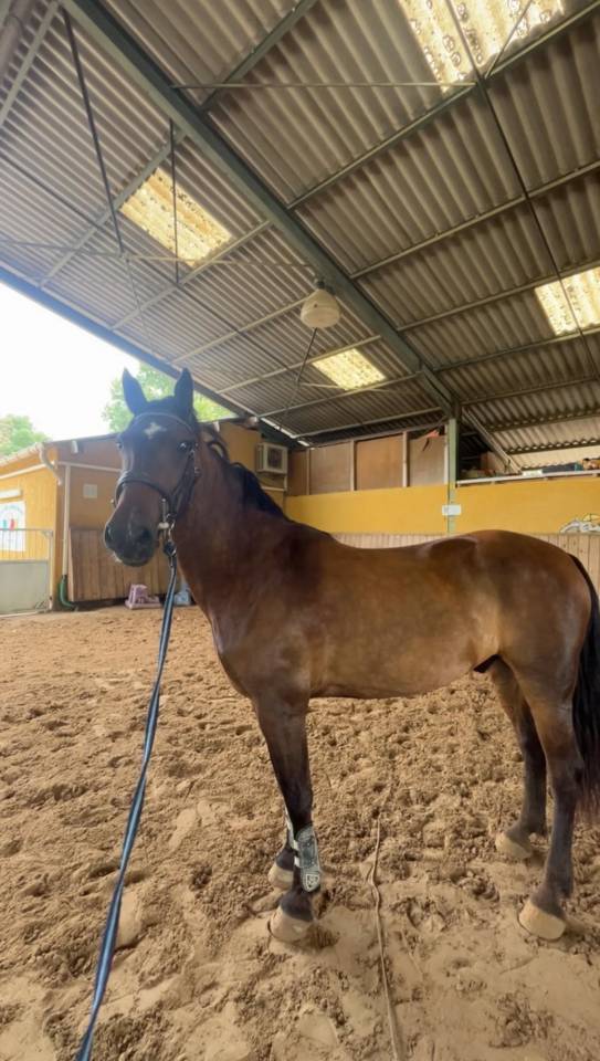Caballo castrado PFS Poni Fran&ccedil;&eacute;s de Silla En venta 2015 Bayo