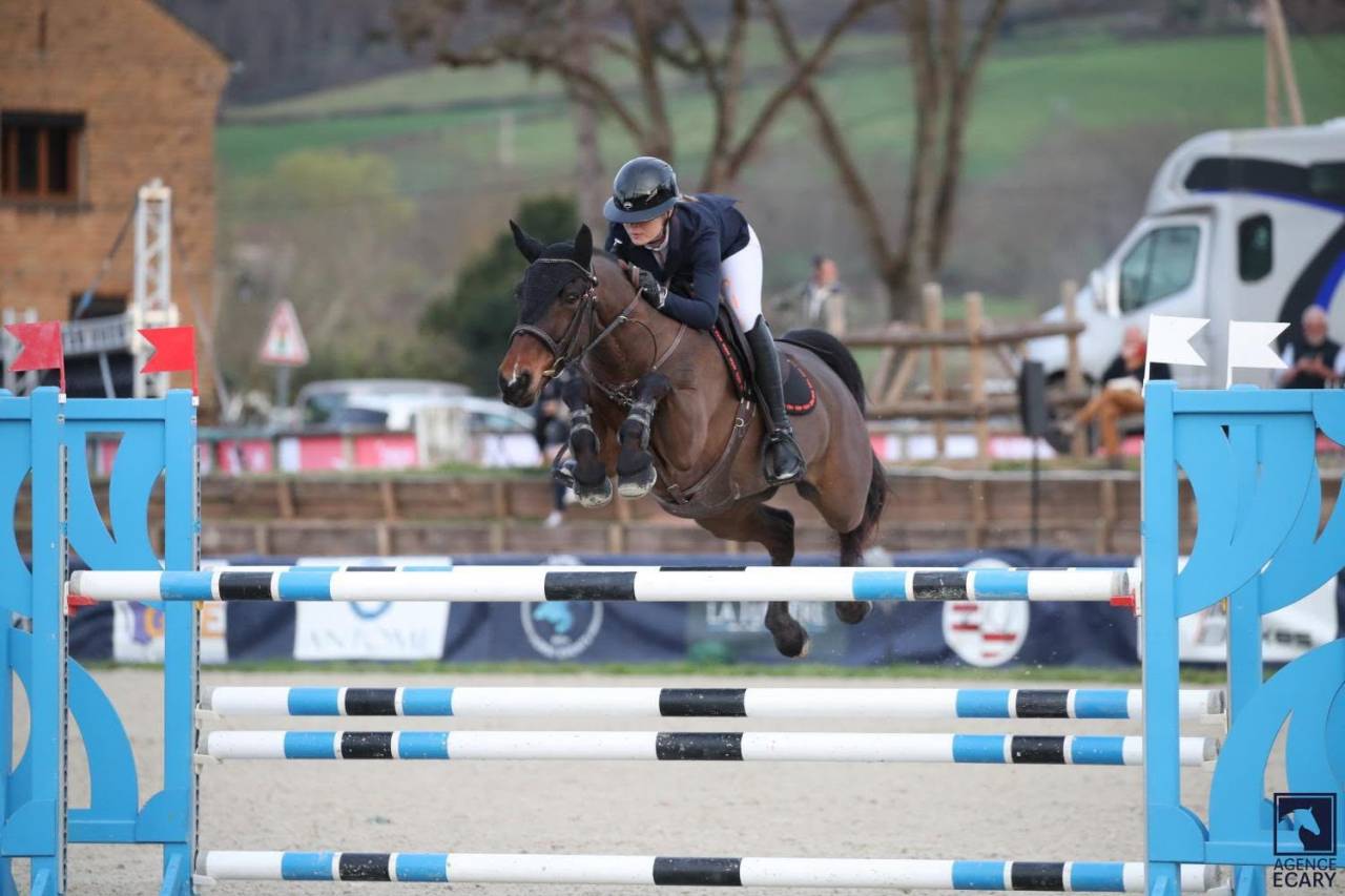Caballo castrado PFS Poni Fran&ccedil;&eacute;s de Silla En venta 2015 Bayo