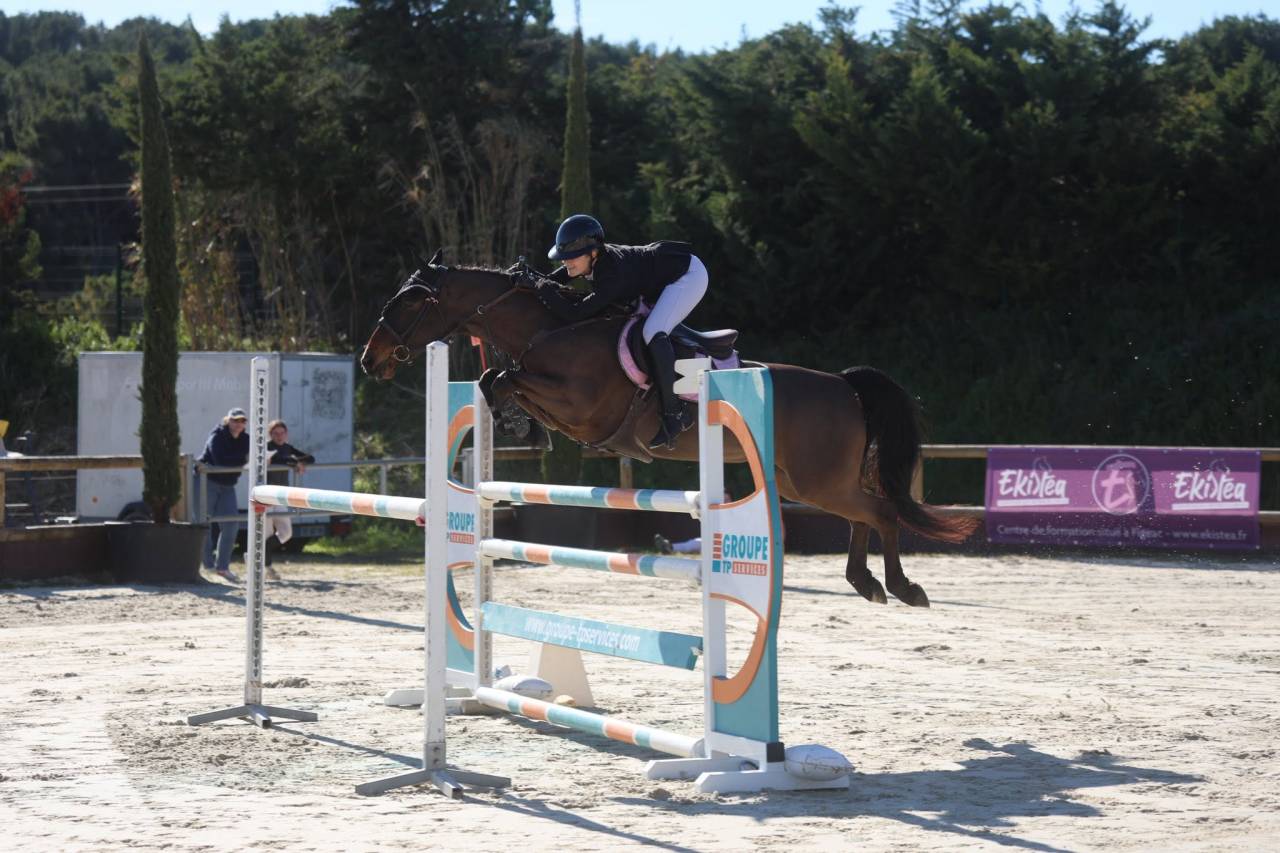 Caballo castrado PFS Poni Fran&ccedil;&eacute;s de Silla En venta 2015 Bayo