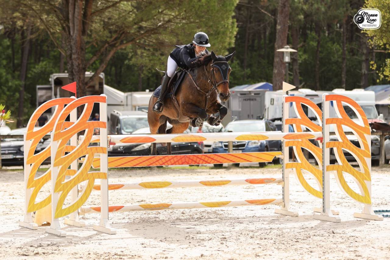 Caballo castrado PFS Poni Fran&ccedil;&eacute;s de Silla En venta 2015 Bayo